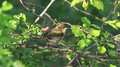 The willow warbler preening feathers, Phylloscopus trochilus Stock Footage 286310064