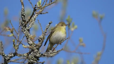 Willow Warbler singing Stock-Footage 136166623