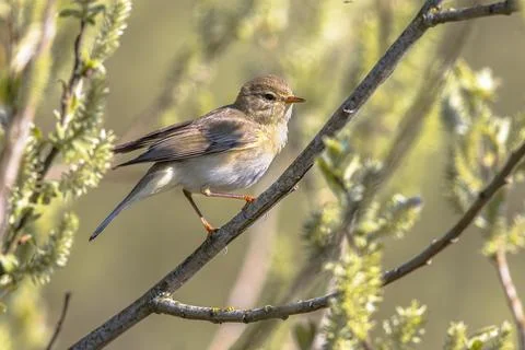 Willow warbler singing in willow tree Stock Photos