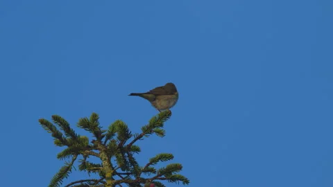 A Willow Warbler sitting on a twig Stock Footage 277023682