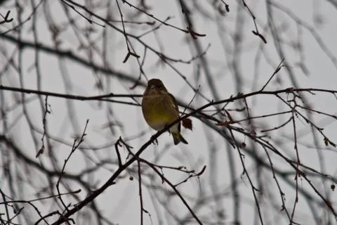 Willow warbler on a twig Stock Photos