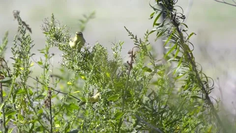 Willow warblers Phylloscopus trochilus feeding on Erigeron canadensis seeds Stock Footage