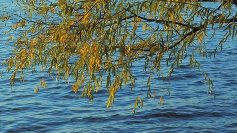 Willow by the water 2 Stock Footage 120022607