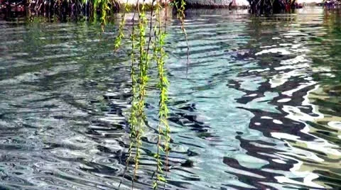Willow of the water Stock Footage 10854860