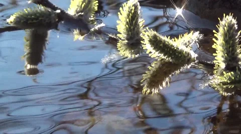 Willow in the water 库存影片 63108468