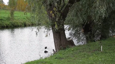 Willow by the water Stock Footage 72863249