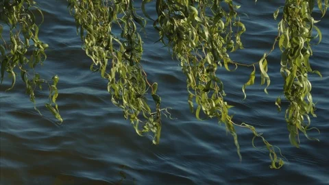 Willow by the water Stock Footage 119581930