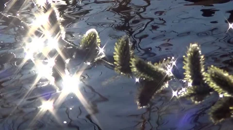 Willow in the water glint 库存影片 63108458