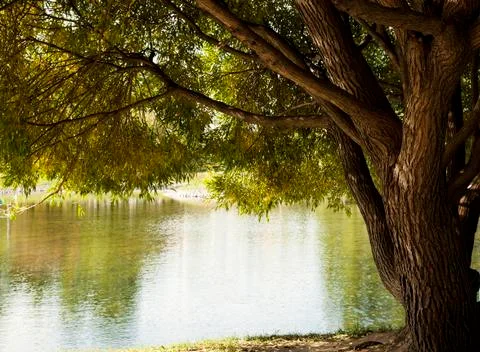 Willow at the water Foto stock