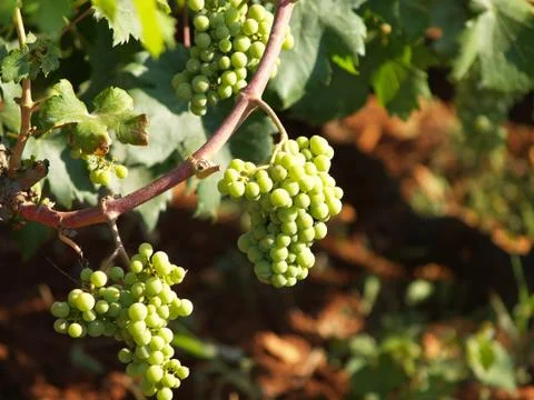 Willow with white grapes Stock Photos