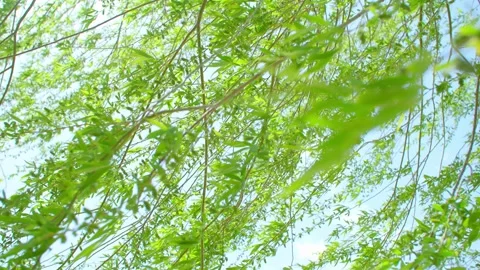 Willow wicker fluttering in the wind 動画素材 257289165
