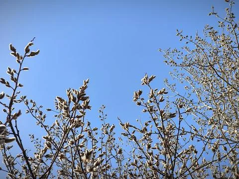 Willow willow branches against the blue sky Stock Photos