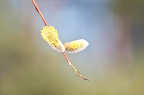 Willow, willow the seals, spring. Stock-Fotos