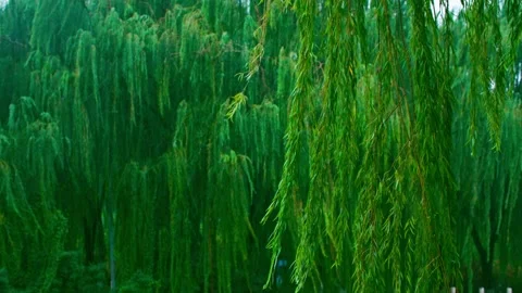 Willow willow swaying in the rain Stock Footage 233783710