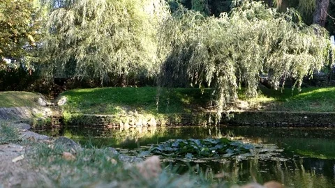 Willow in the wind at bran castle Stock Footage 102889430