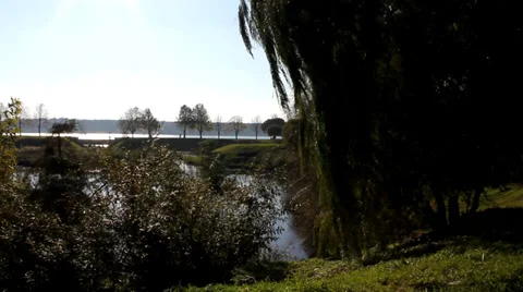 Willow in the wind moves smoothly their branches Stock Footage 35287906