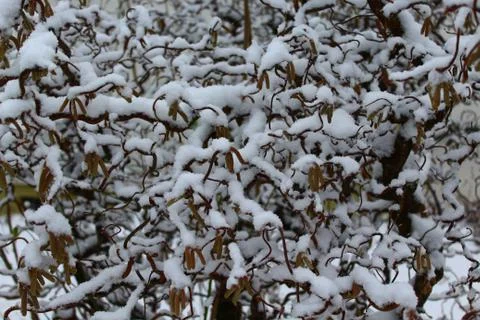 Willow in the winter Stock Photos
