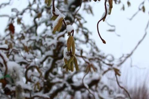 Willow in the winter Foto stock
