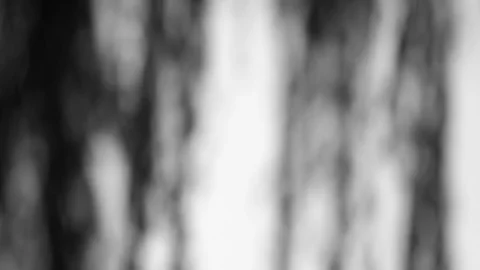 Willow2 with Tapestry Dappled Light motion background Video stock 86455282