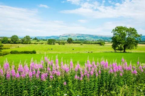 Willowherb and fields on a summer day Stock Photos