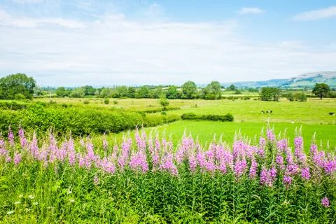 Willowherb and fields on a summer day Foto stock