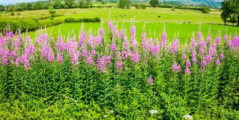 Willowherb and fields on a summer day Stock Photos