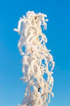 Willowherb Covered in Snow Foto stock
