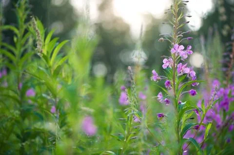 Willowherb flower Stock Photos