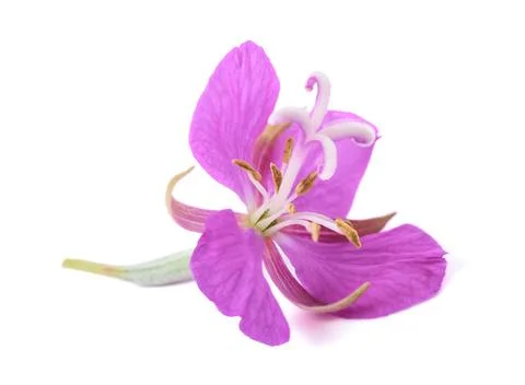 WillowHerb flower Stock Photos