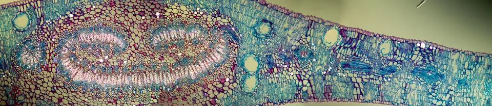 Willowherb with leaf in cross section 100x Stock Photos