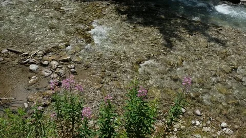 Willowherb at a mountain stream in the Oytal in Bavaria Stock Footage 78201488