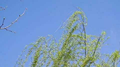 Willows in the background of the blue sky in spring Stock Footage 158410999