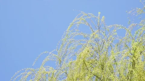Willows in the background of the blue sky in spring Stock Footage 158411071