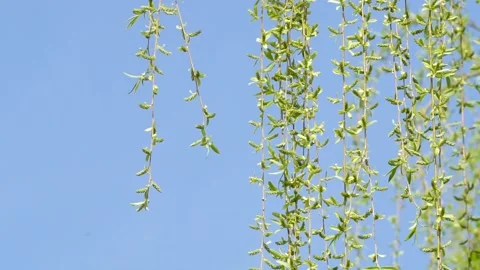 Willows in the background of the blue sky in spring Stock Footage 158411082