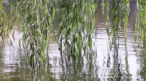Willow's branches on the wind Stock Footage 42758577