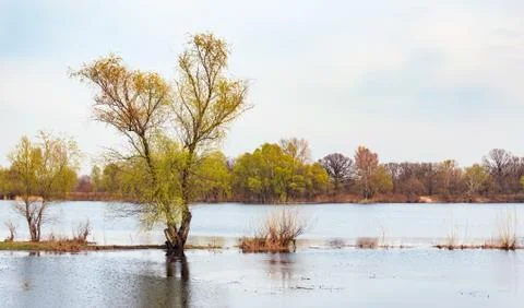 Willows Close to the River 스톡 사진