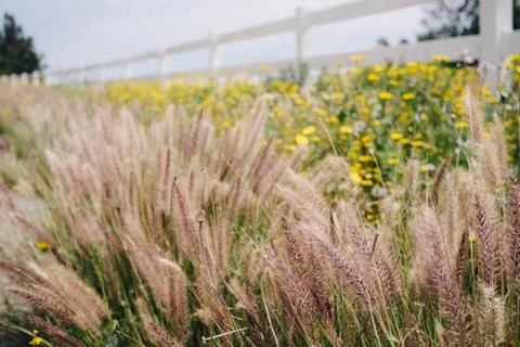Willows with Flowers Stock Photos