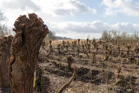 Willows. Stock Photos