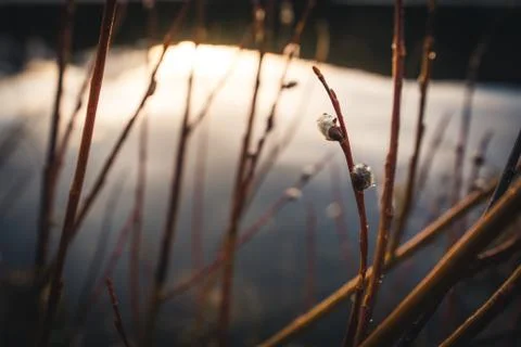 Willows with raindrops after the rain. Stock Photos