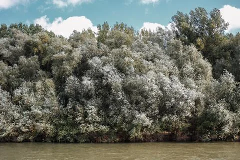 Willows on the river Bank. Stock Photos