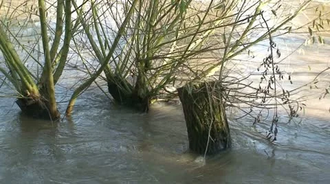 Willows in a river Stock Footage 12736967