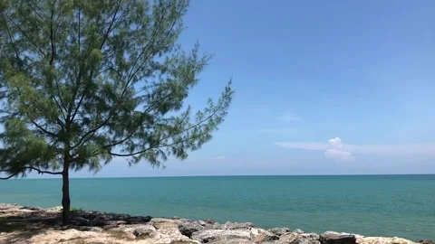 Willows by the sea Stock Footage 131844241