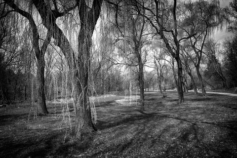 Willows in spring park Stock Photos