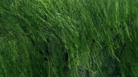 The willows sway in the wind Stock Footage 259123409