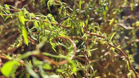 Willows tree branches lots of foliage with green leaves in spring blooming Stock Footage 316599143