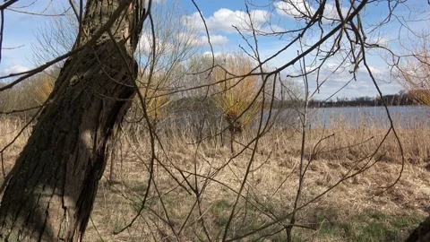 Willows tree by the water (Salix). Willow twigs prepared as a decoration for Stock Footage 181368278