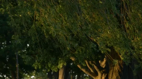 Willows in Wind 4k Stock Footage 41610226