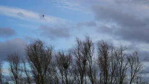 Willows in winter. Storm. Blue sky. Flying seagull. Tree Background. Wind sound. Stock Footage 151754404
