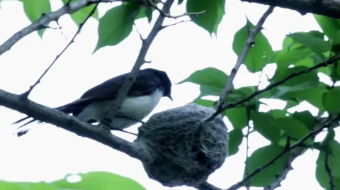 Willy Wag Tail Nesting. 動画素材 57676509