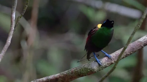 Wilson's bird of paradise 2 Stock Footage 277134494